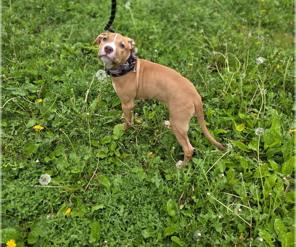 Medium Photo #2 Mutt Puppy For Sale in New London, WI, USA