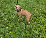 Small #1 Mutt