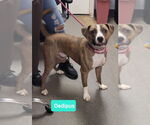Small #4 American Pit Bull Terrier-Plott Hound Mix