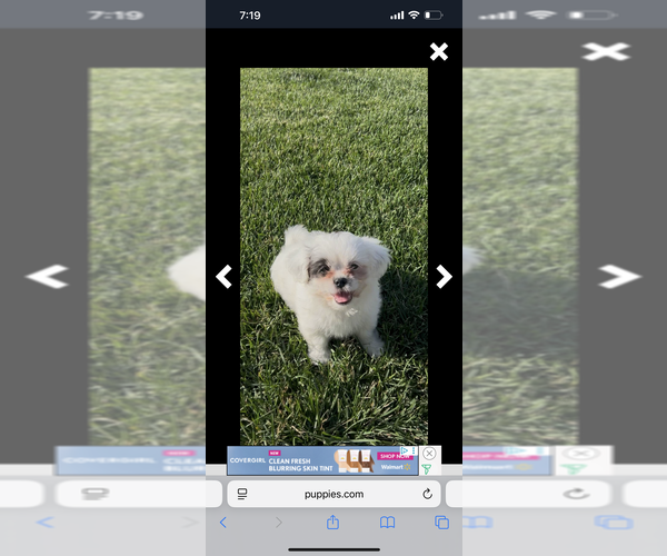 Medium Photo #20 ShihPoo Puppy For Sale in MEAD, CO, USA