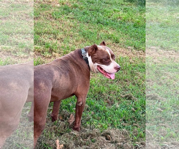 Medium Photo #3 American Pit Bull Terrier-Unknown Mix Puppy For Sale in Germantown, OH, USA