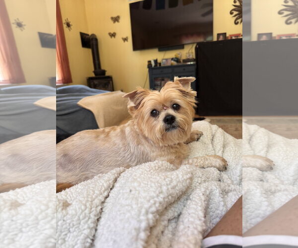 Medium Photo #3 Shih Tzu-Unknown Mix Puppy For Sale in Pottstown, PA, USA