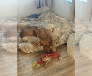 Mother of the Golden Retriever puppies born on 03/12/2026