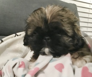 Shih Tzu Litter for sale in LEXINGTON, NC, USA