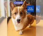 Small Pembroke Welsh Corgi