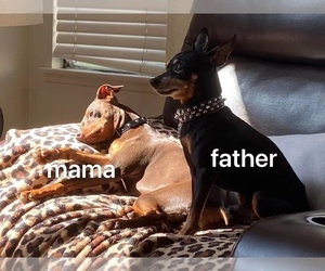 Father of the Miniature Pinscher puppies born on 01/17/2022