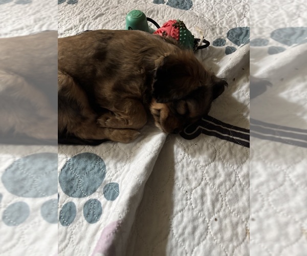 Medium Photo #18 Cavachon Puppy For Sale in OLYMPIA, WA, USA