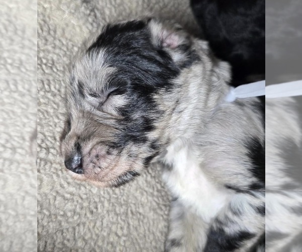 Medium Photo #1 Irish Wolfhound-Poodle (Standard) Mix Puppy For Sale in CEDAREDGE, CO, USA