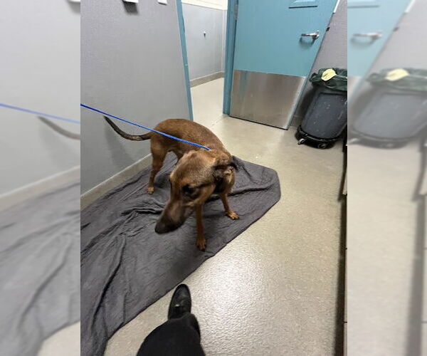 Medium Photo #1 Doberman Pinscher-Unknown Mix Puppy For Sale in Las Vegas, NV, USA