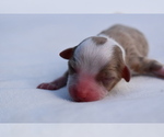 Small #3 Miniature Australian Shepherd