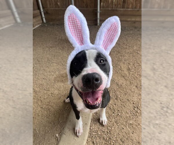 Medium Photo #2 Mutt Puppy For Sale in Plano, TX, USA