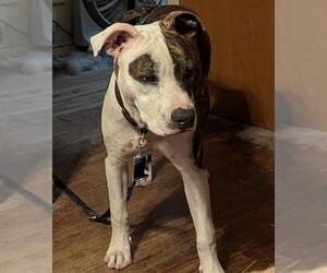 American Staffordshire Terrier Dogs for adoption in San Antonio, TX, USA