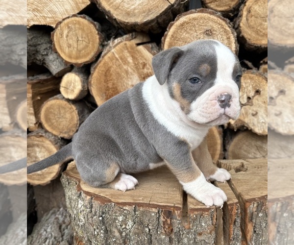 Medium Photo #2 American Bulldog Puppy For Sale in MIDDLEBURY, IN, USA