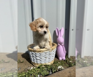 Cavapoo Puppy for sale in NUEVO, CA, USA