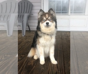 Father of the Pomsky puppies born on 05/31/2026
