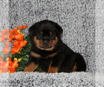 Small Photo #1 Rottweiler Puppy For Sale in COCHRANVILLE, PA, USA