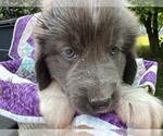 Small Photo #4 Newfoundland Puppy For Sale in JACKSON, NJ, USA