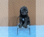 Small Photo #2 Aussiedoodle Puppy For Sale in UNIONVILLE, IA, USA