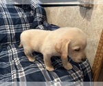 Small Photo #4 Labrador Retriever Puppy For Sale in OCALA, FL, USA