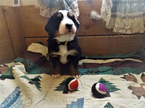 Medium Photo #1 Bernese Mountain Dog Puppy For Sale in HARRISON, ME, USA