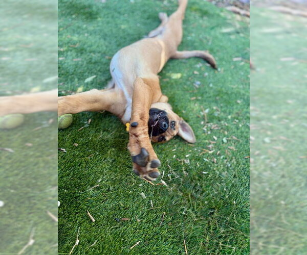 Medium Photo #4 Mutt Puppy For Sale in Sandy, UT, USA