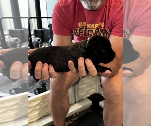 Medium Photo #18 Cane Corso Puppy For Sale in REEVESVILLE, SC, USA