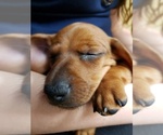 Small Photo #5 Dachshund Puppy For Sale in TALLAHASSEE, FL, USA