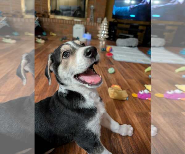 Medium Photo #10 Siberian Husky-Unknown Mix Puppy For Sale in Plainfield, IL, USA