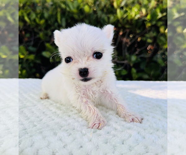 Medium Photo #2 Jack Russell Terrier-Maltese Mix Puppy For Sale in Marina Del Rey, CA, USA