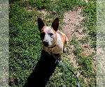 Small #1 Mutt