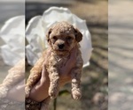 Small Photo #4 Poodle (Toy) Puppy For Sale in STOCKBRIDGE, GA, USA