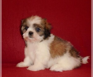 Shih Tzu Puppy for sale in WILDWOOD, FL, USA