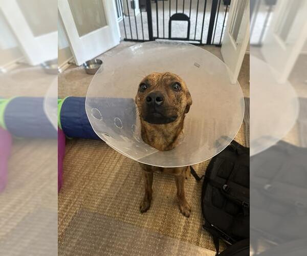 Medium Photo #1 Mutt Puppy For Sale in San Antonio, TX, USA