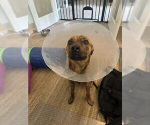 Mutt Dogs for adoption in San Antonio, TX, USA