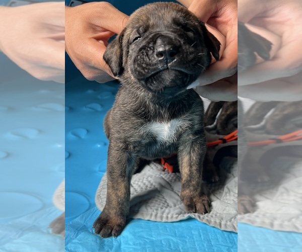 Medium Photo #3 Presa Canario Puppy For Sale in VERONA, KY, USA