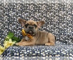 Small Photo #2 French Bulldog Puppy For Sale in QUARRYVILLE, PA, USA