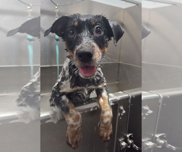 Medium Photo #2 Australian Shepherd-Unknown Mix Puppy For Sale in Garden City, NY, USA