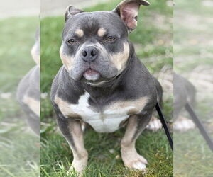 Bull Terrier Dogs for adoption in Jackson, CA, USA