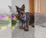 Small #5 Schnauzer (Miniature)