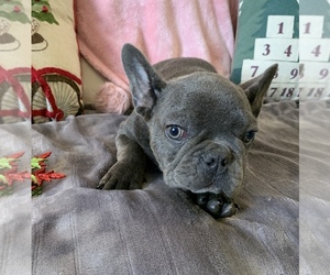 French Bulldog Puppy for sale in JOHNS ISLAND, SC, USA
