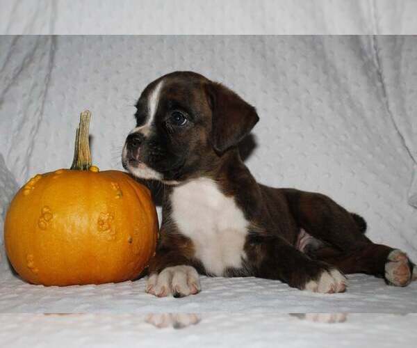 Medium Photo #2 Boxer Puppy For Sale in SHIPSHEWANA, IN, USA