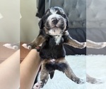 Small #138 Bernedoodle