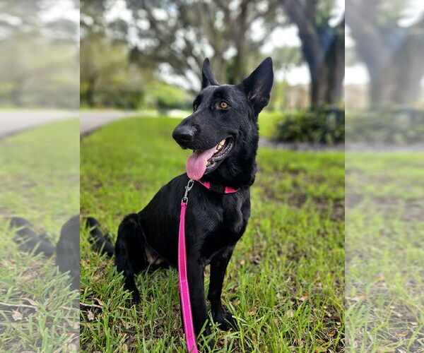 Medium Photo #3 German Shepherd Dog Puppy For Sale in Plantation, FL, USA