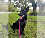 Small #2 German Shepherd Dog