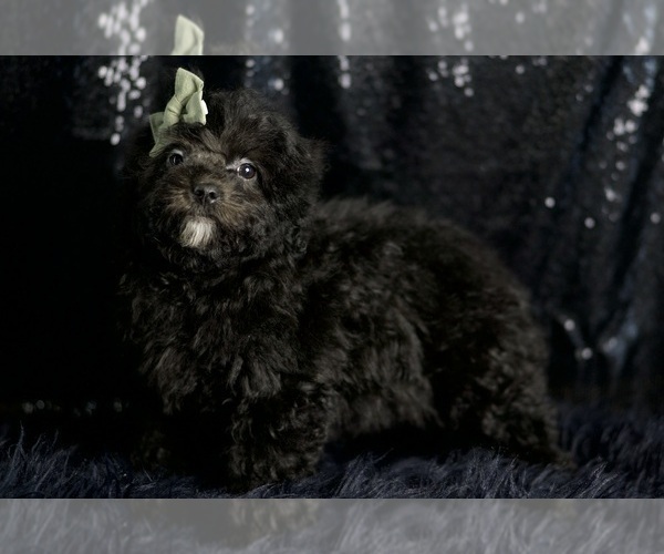 Medium Photo #7 Poodle (Toy) Puppy For Sale in WARSAW, IN, USA