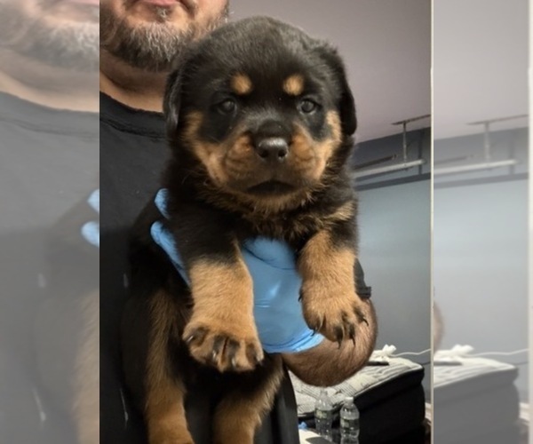 Medium Photo #1 Rottweiler Puppy For Sale in WALLINGFORD, CT, USA