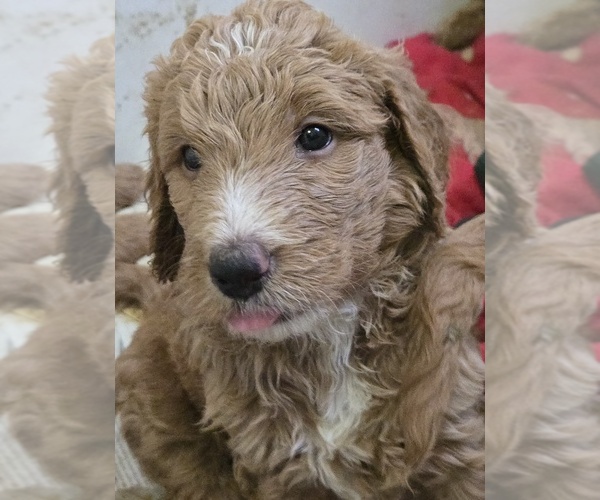 Medium Photo #3 Goldendoodle Puppy For Sale in BROADVIEW HEIGHTS, OH, USA