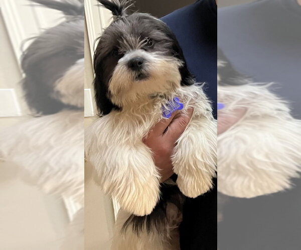 Medium Photo #3 Shih Tzu Puppy For Sale in Oak Bluffs, MA, USA
