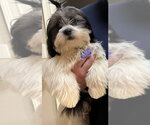 Small #2 Shih Tzu