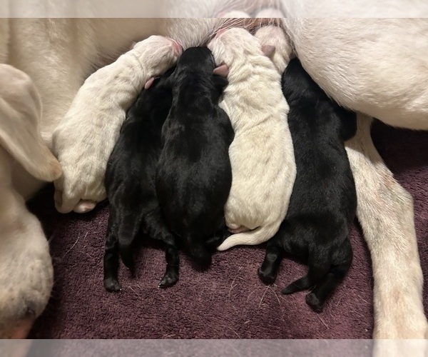 Medium Photo #2 Labrador Retriever Puppy For Sale in LOUISBURG, NC, USA